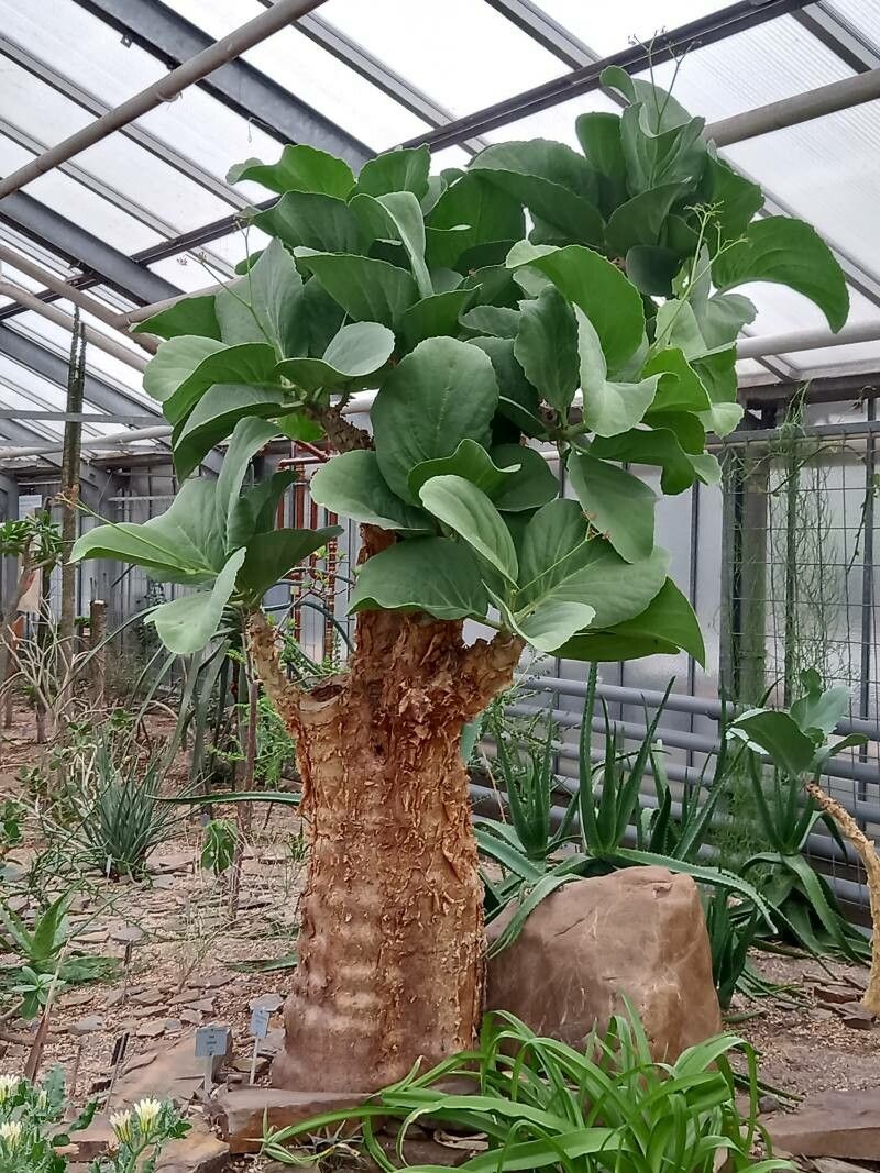 Cyphostemma bainesii habit