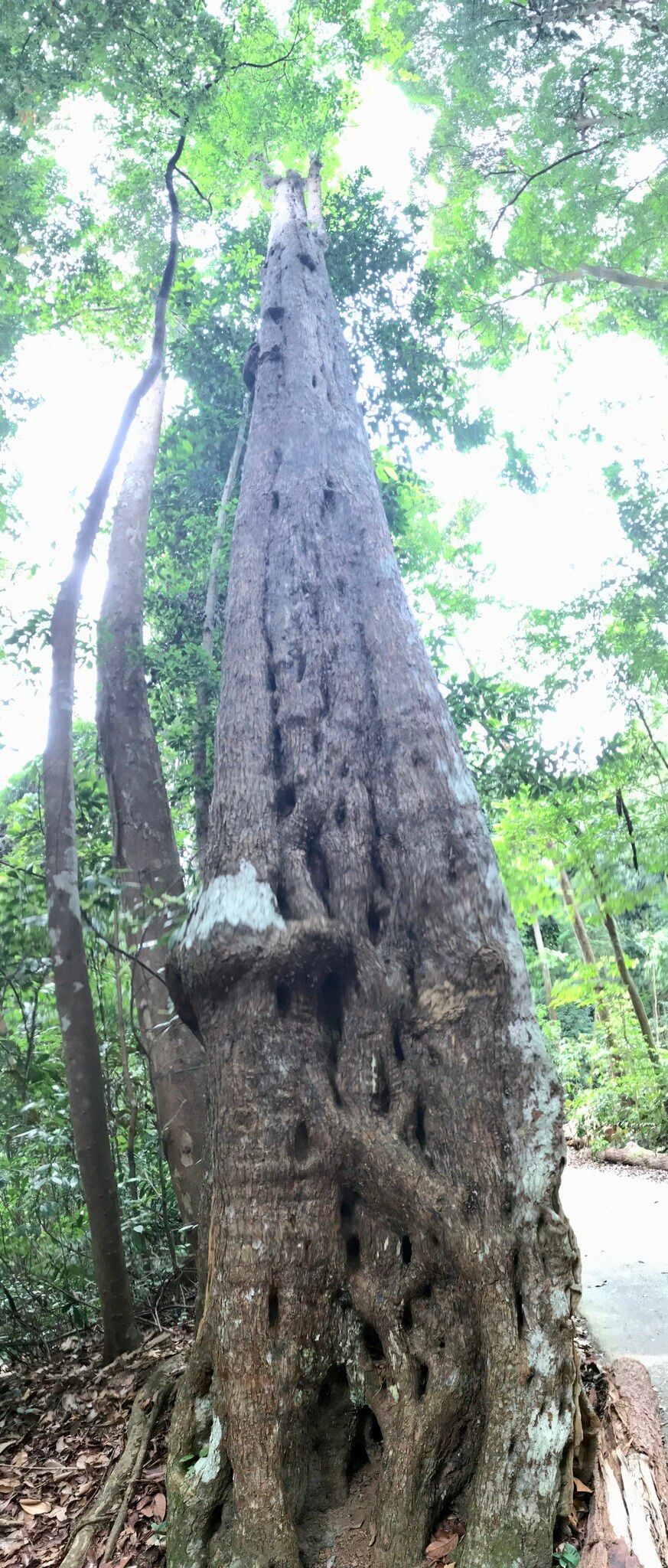 Adina eurhyncha bark