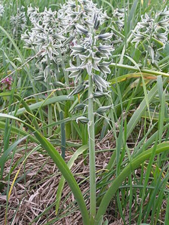 Ornithogalum boucheanum flower