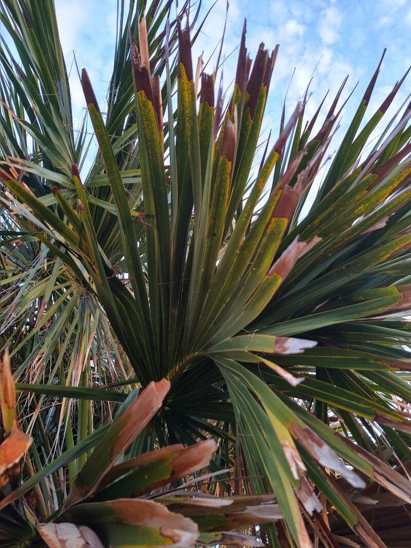 Sabal palmetto leaf