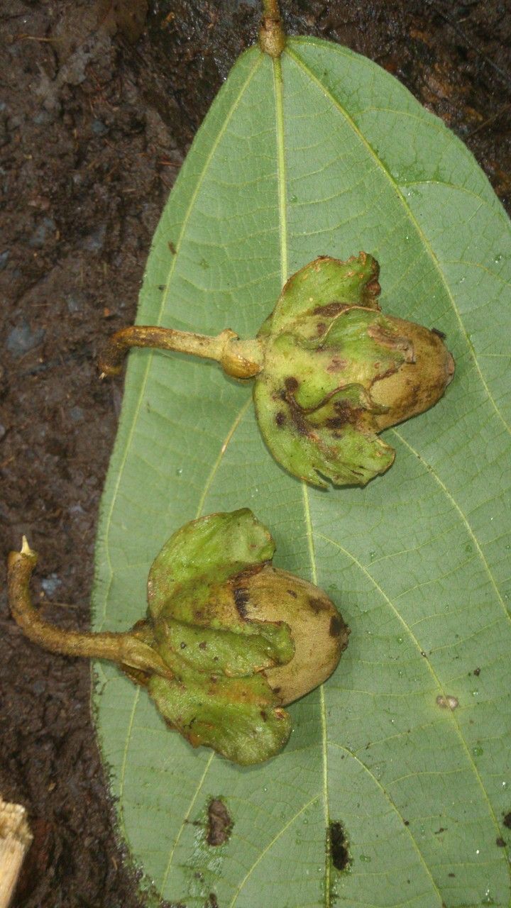 Matisia pacifica — related species from the same genus
