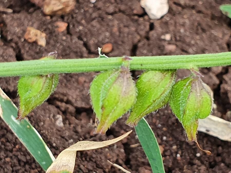 Priva adhaerens fruit