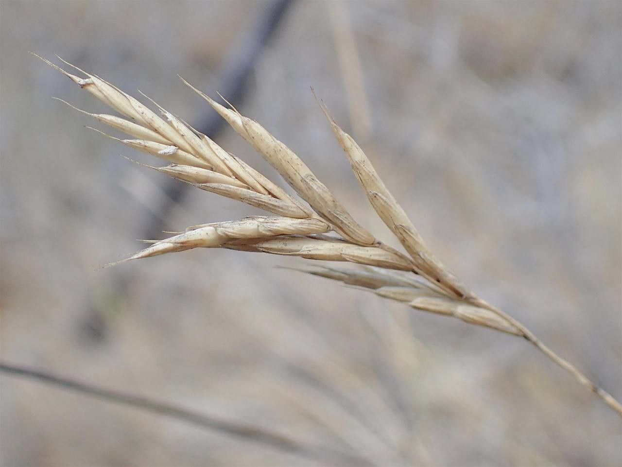 Brachypodium retusum fruit