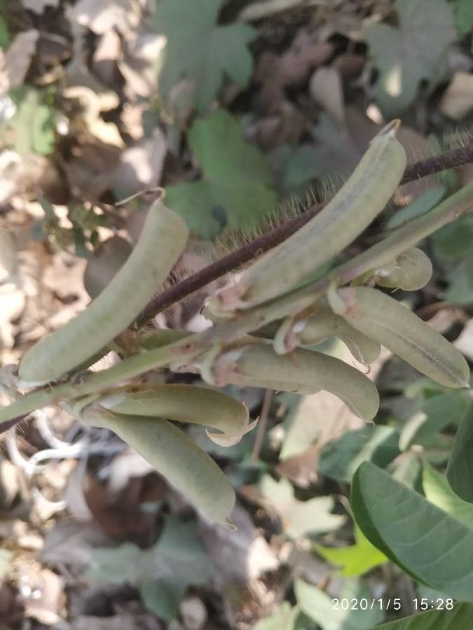 Crotalaria pallida fruit