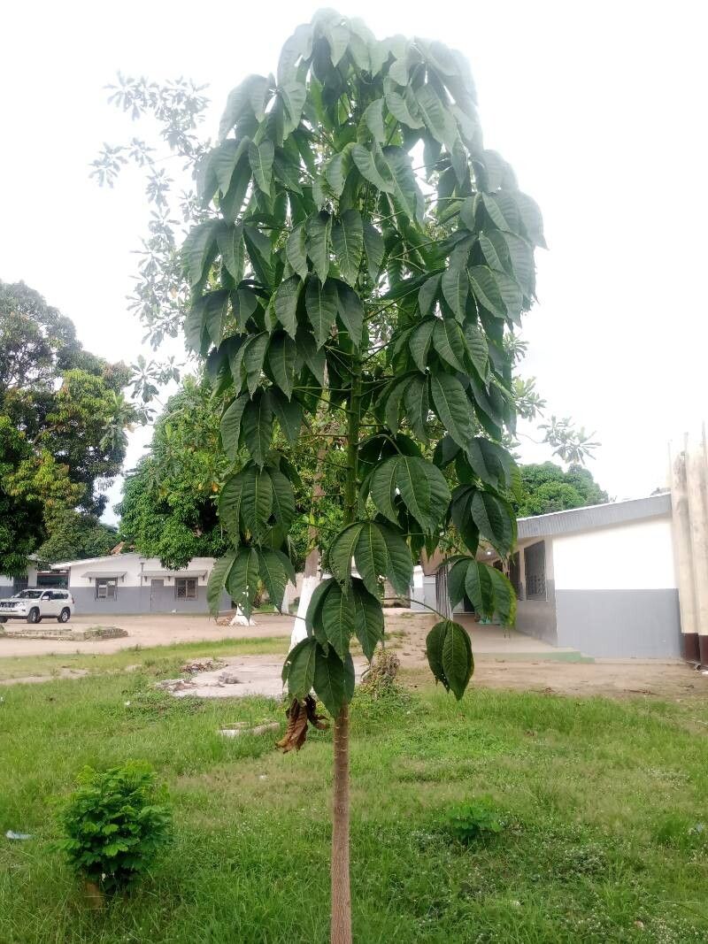 Ricinodendron heudelotii habit