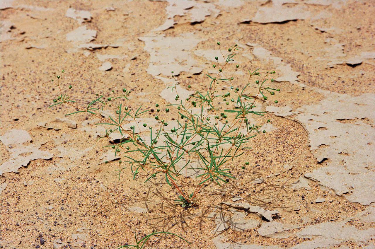 Mollugo cerviana habit