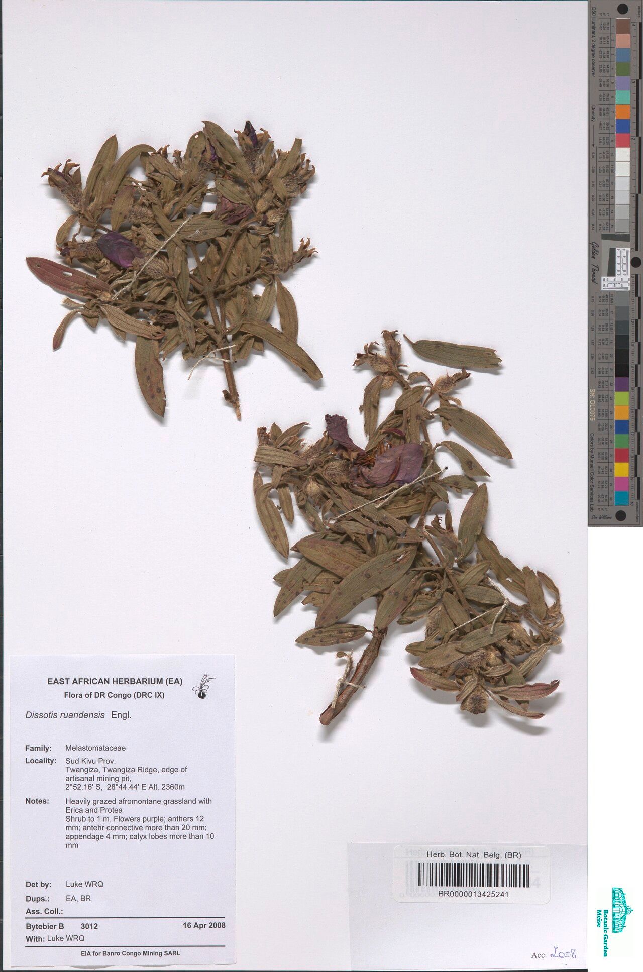 Feliciotis ruandensis — houseplant care guide