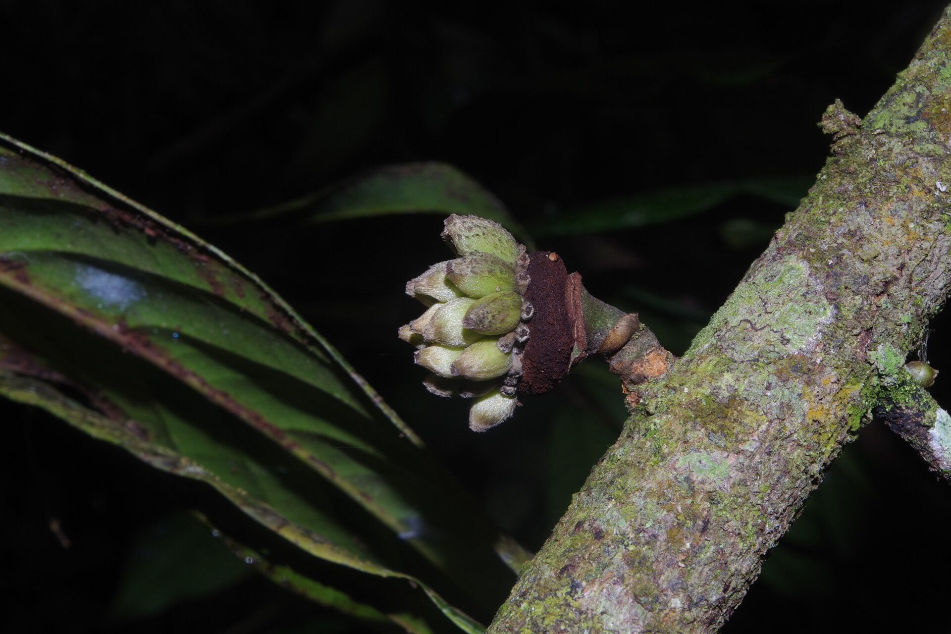 Uvariodendron connivens fruit