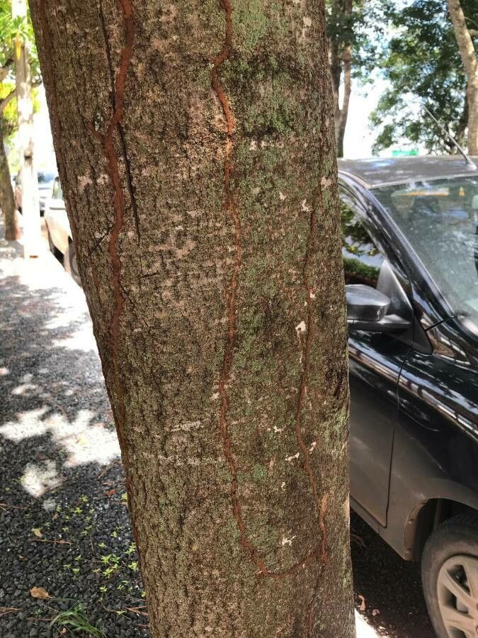 Lophanthera lactescens bark