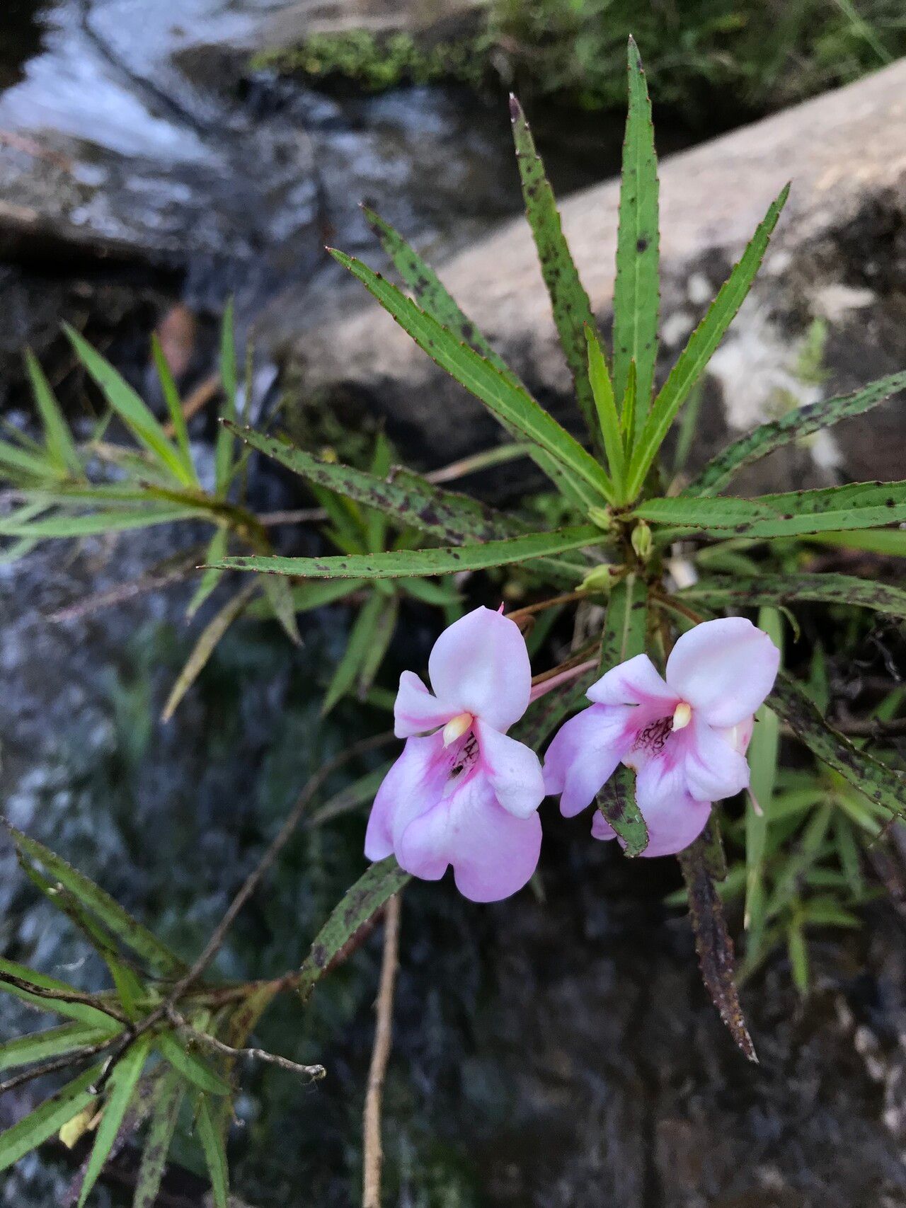 Impatiens rutenbergii flower