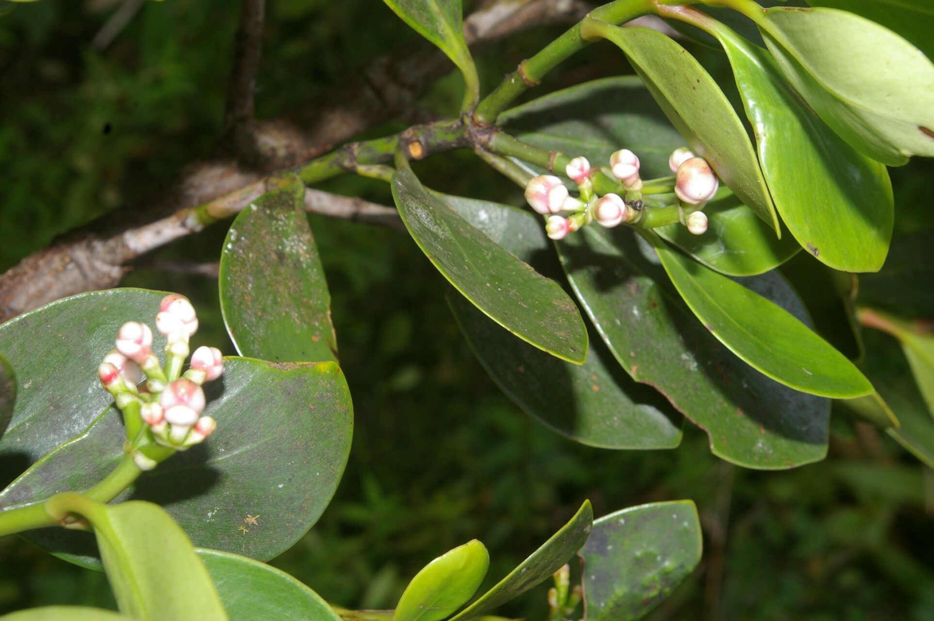 Clusia cylindrica flower