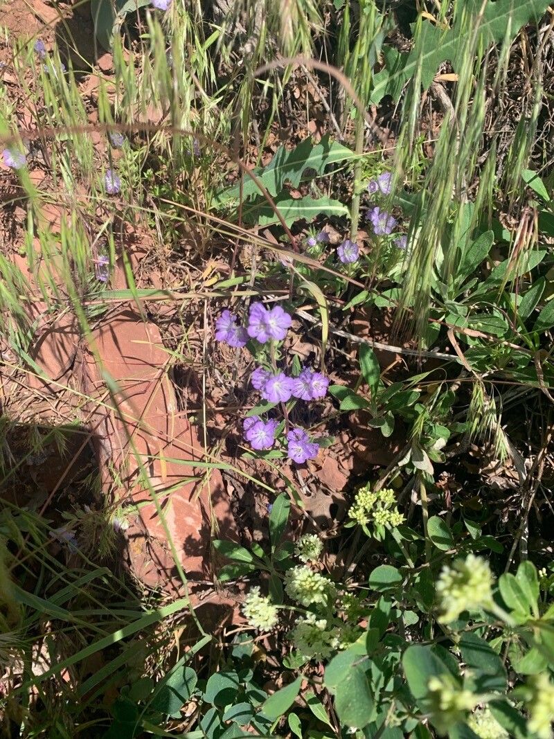 Phacelia linearis leaf