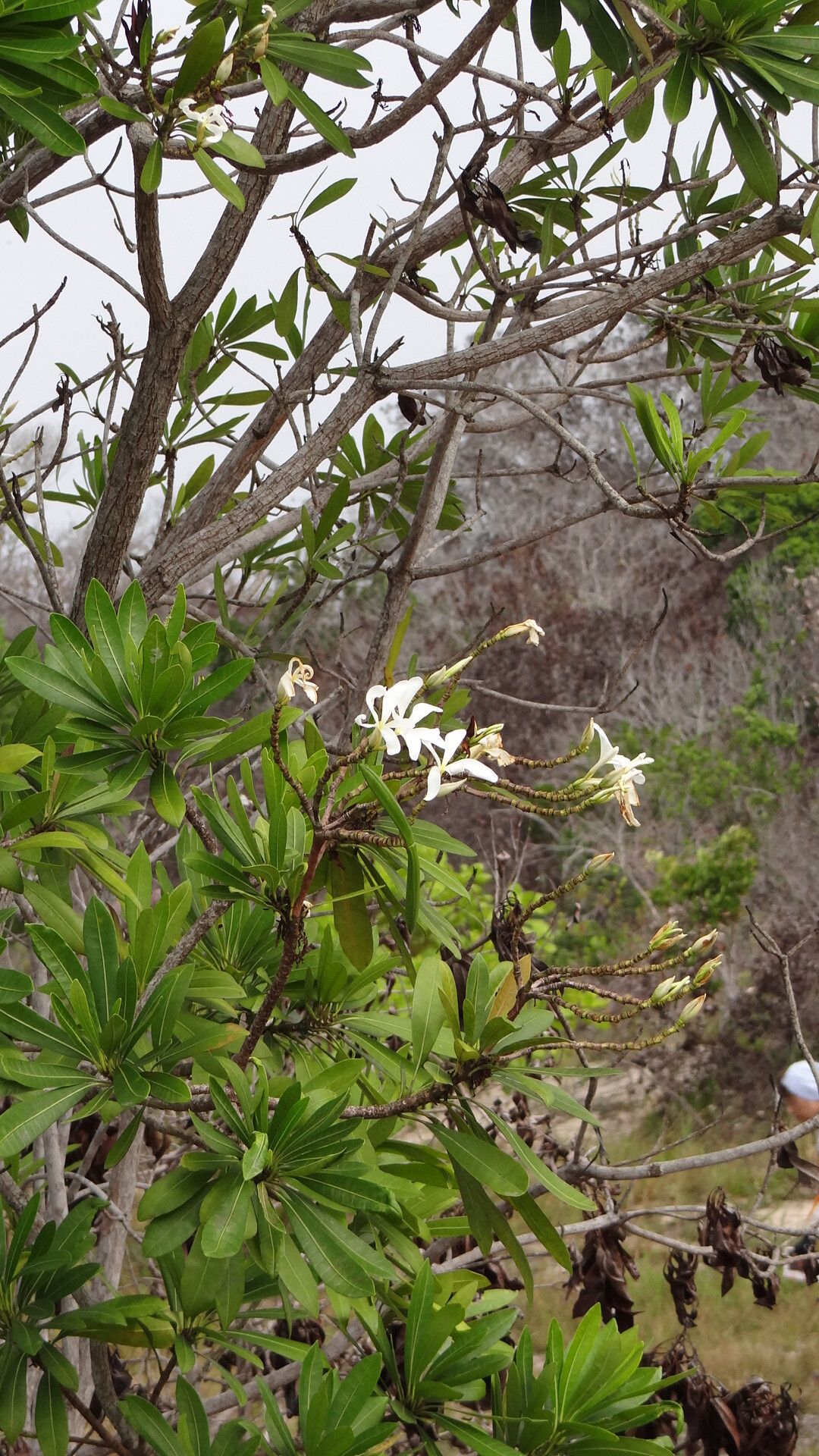 Himatanthus phagedaenicus leaf