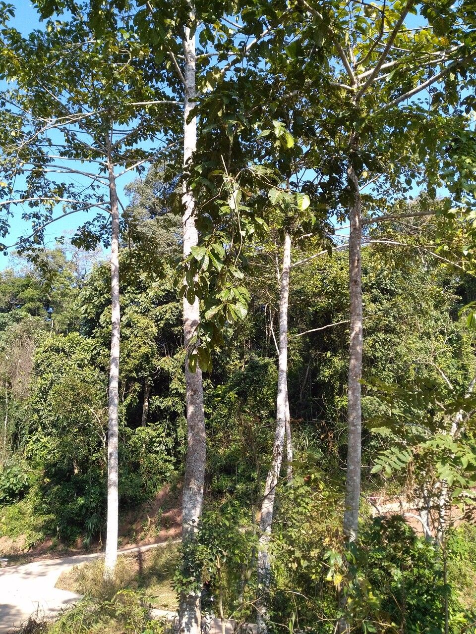 Dipterocarpus retusus habit