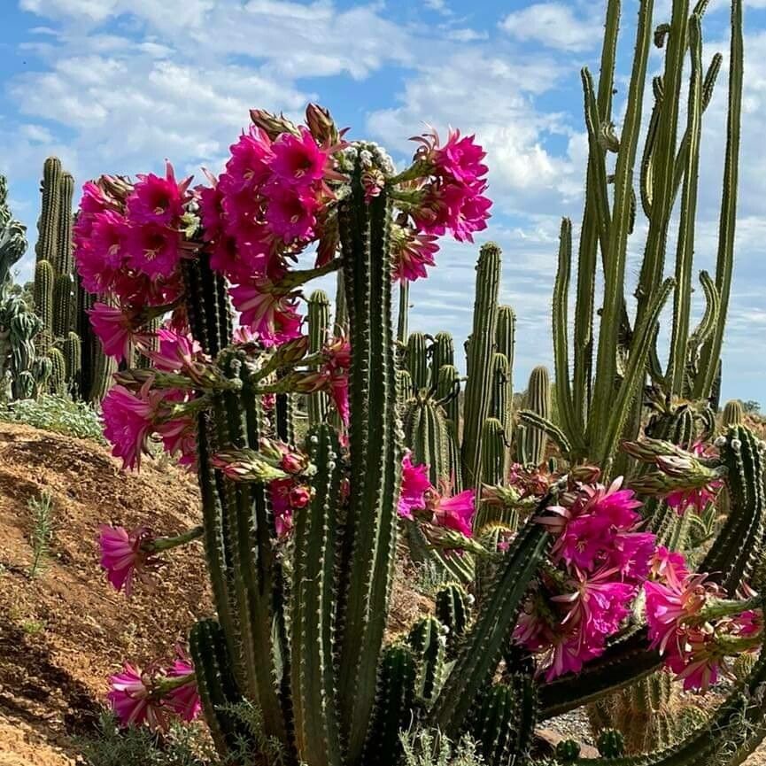 Trichocereus tunariensis leaf