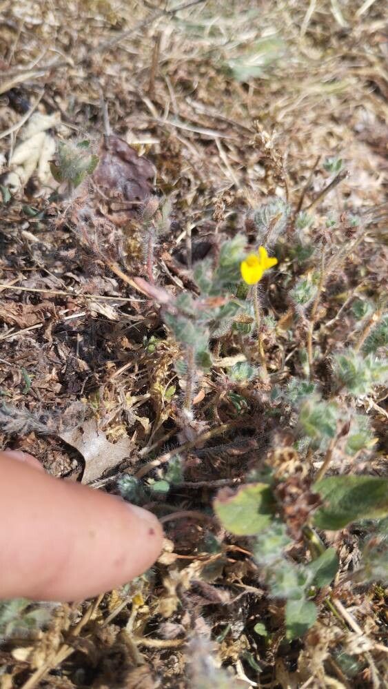 Lotus subbiflorus flower