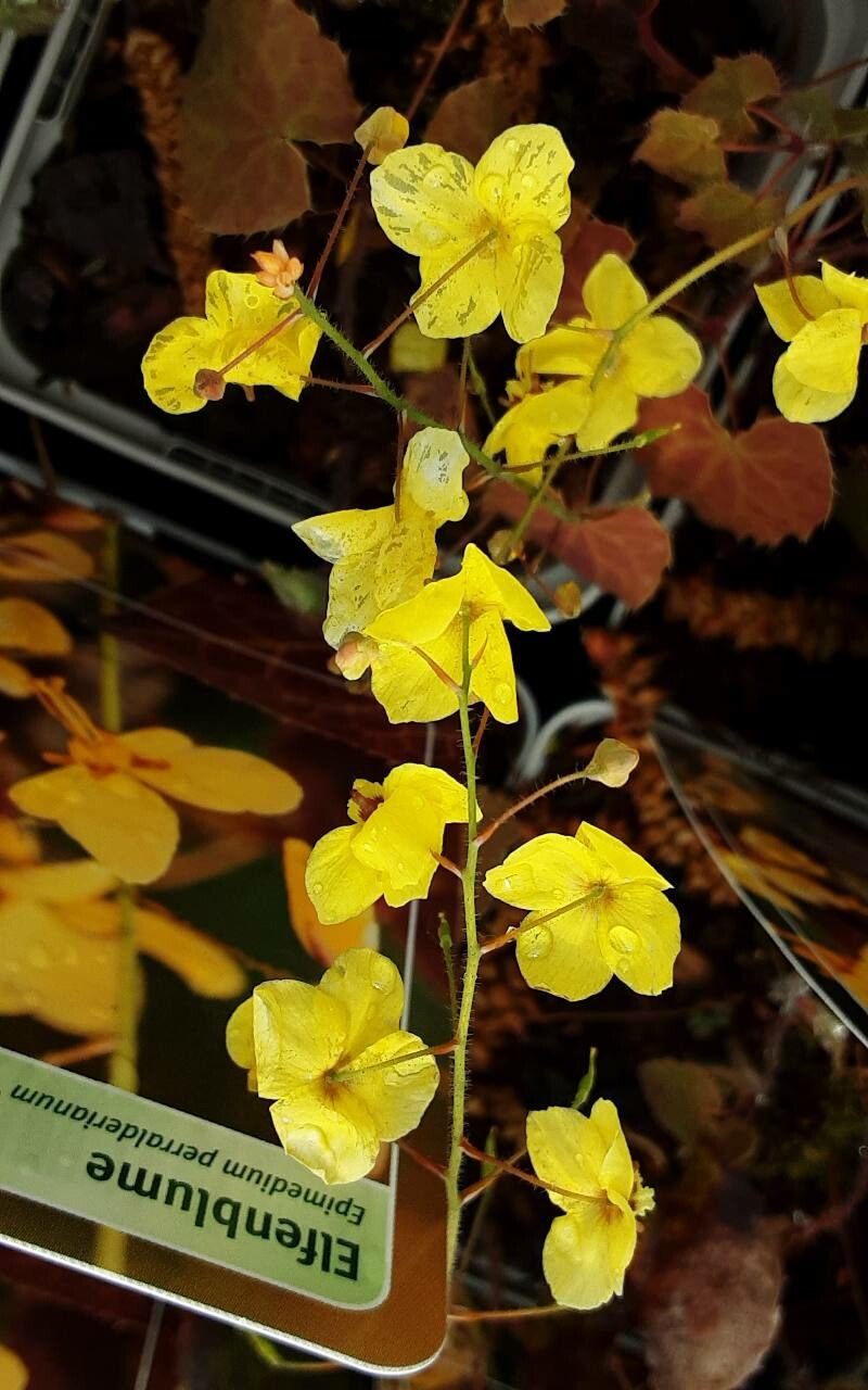 Epimedium perralderianum flower