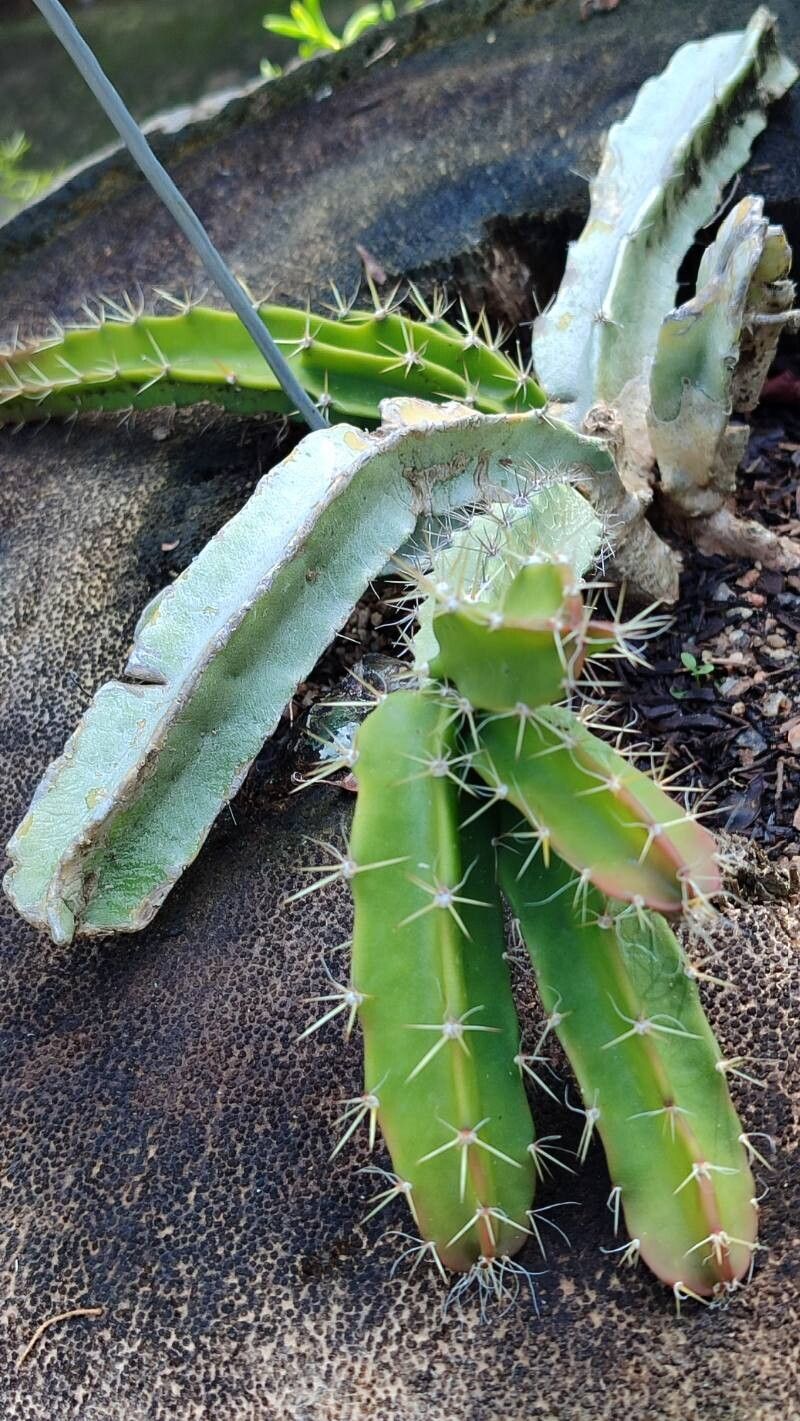 Selenicereus chontalensis