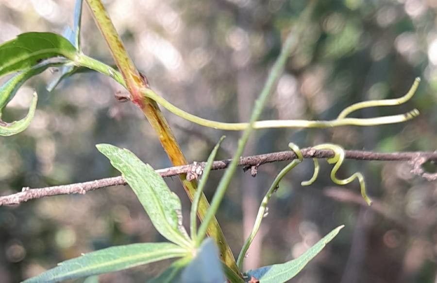 Cissus palmata other