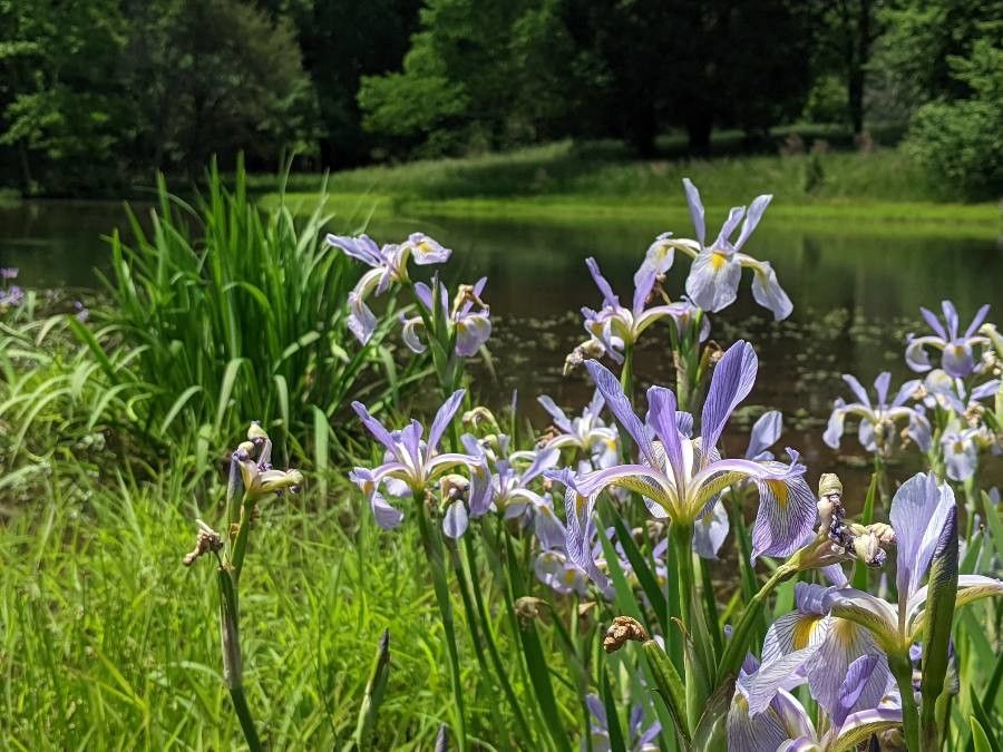 Iris virginica habit