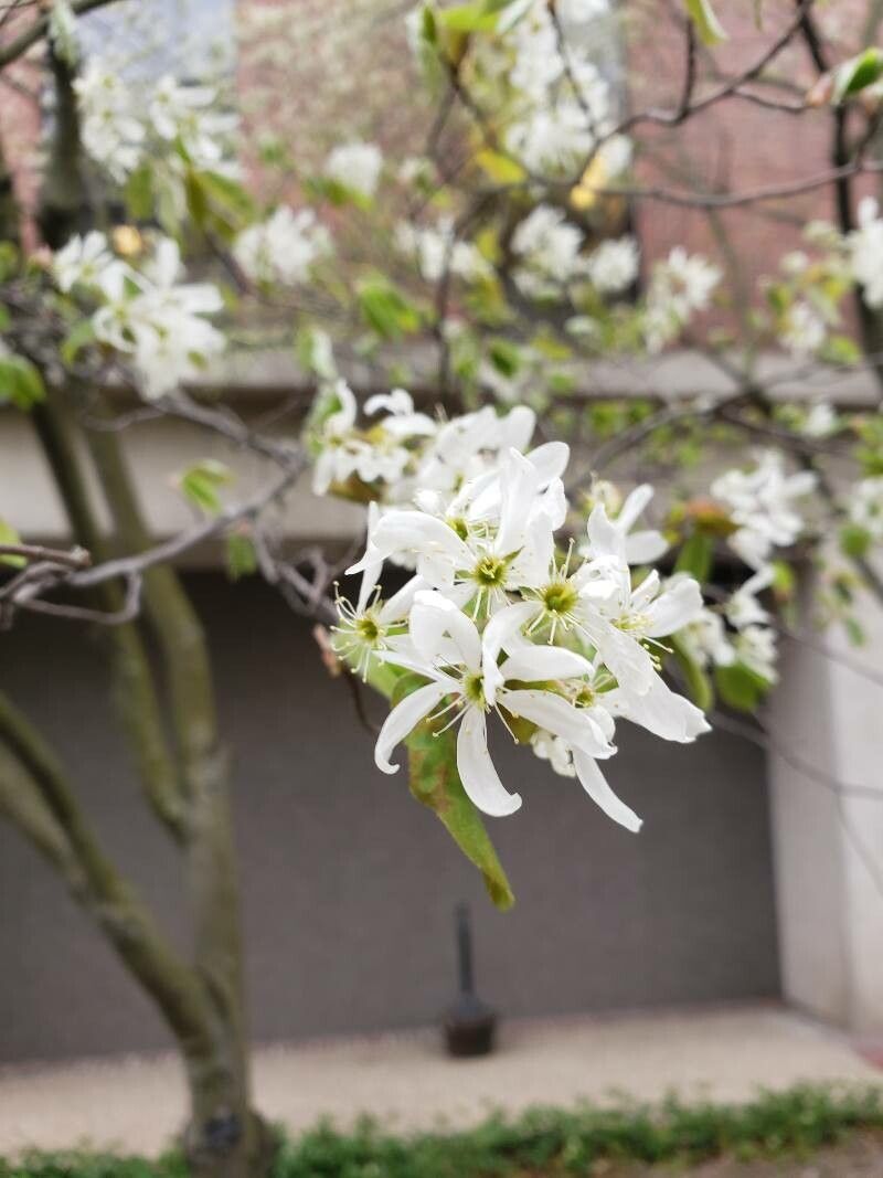 Amelanchier × grandiflora flower