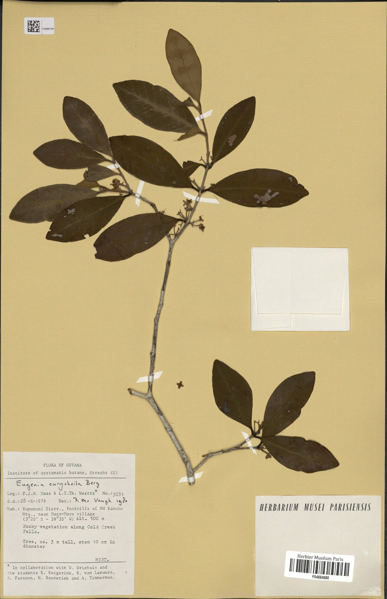 Eugenia eurycheila leaf