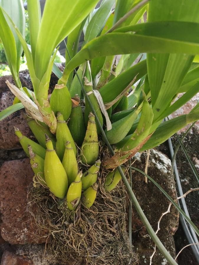Prosthechea cochleata bark