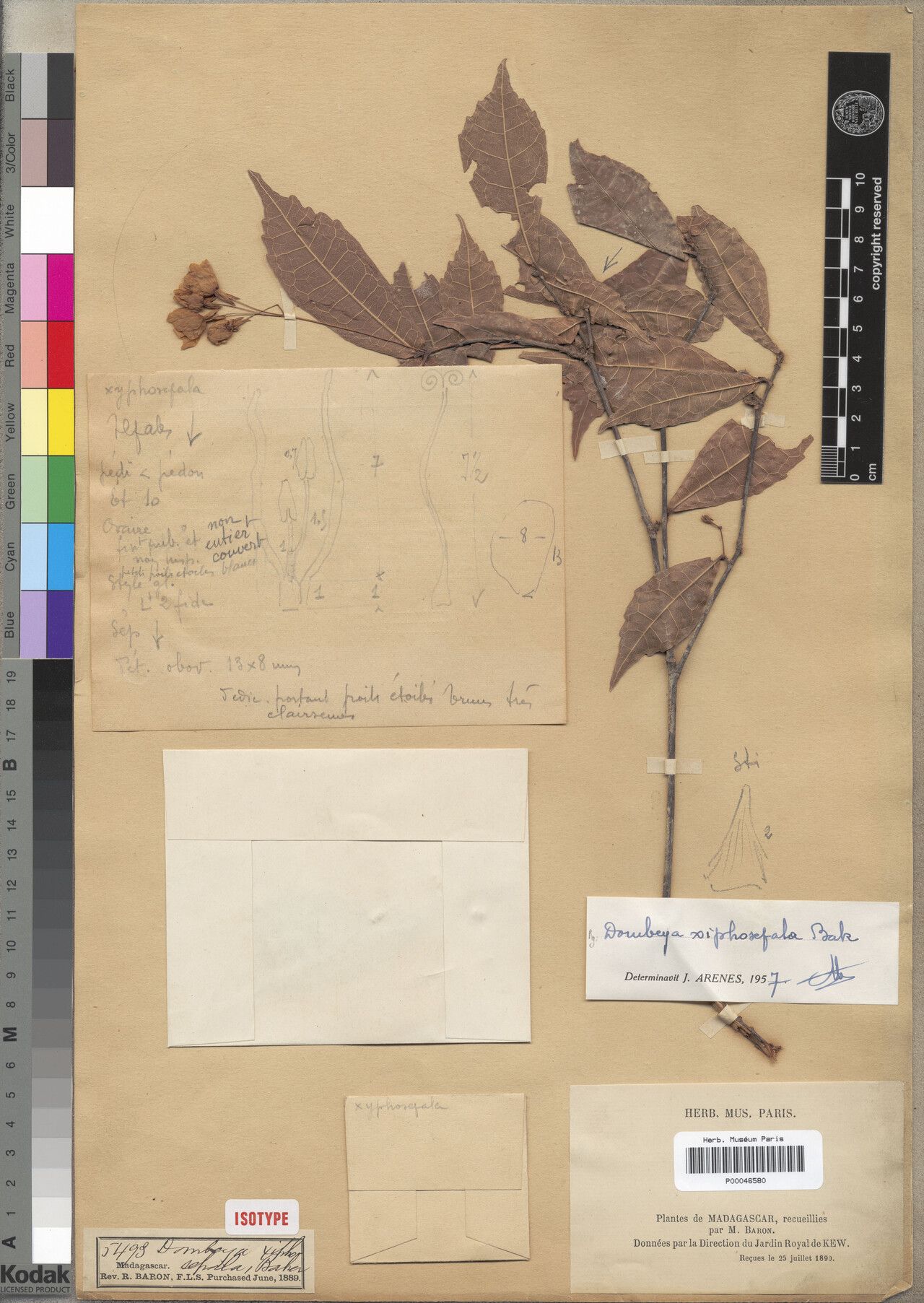 Dombeya xiphosepala — houseplant care guide