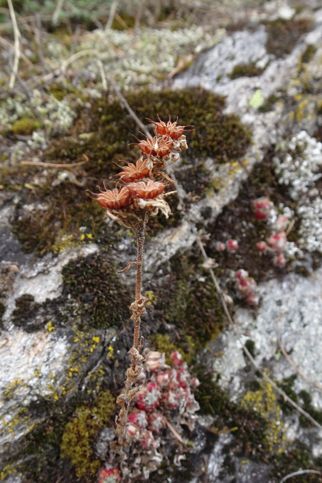 Sempervivum arachnoideum fruit