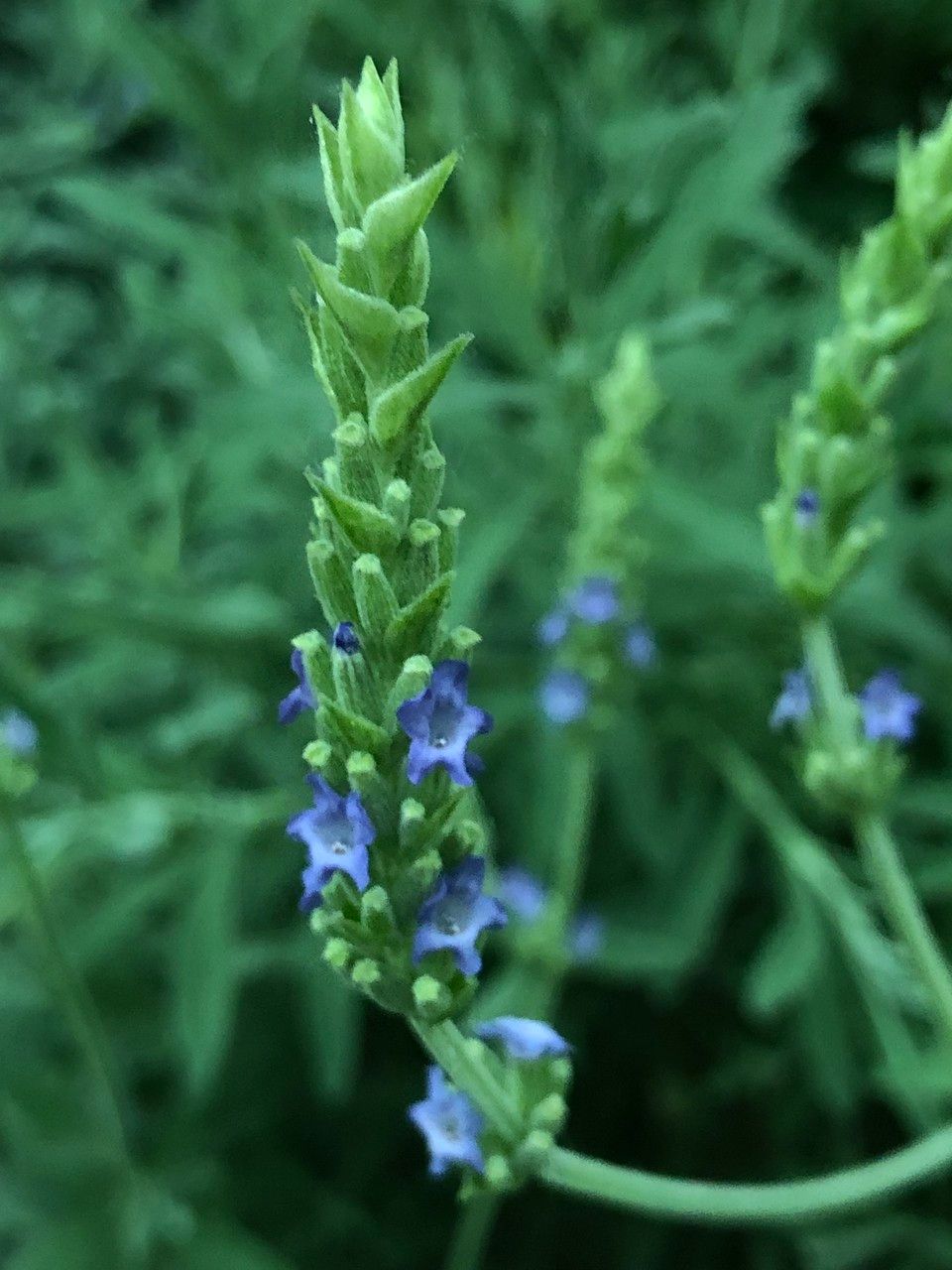 Lavandula spp. fruit