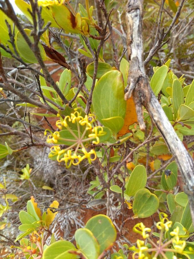 Stenocarpus tremuloides flower
