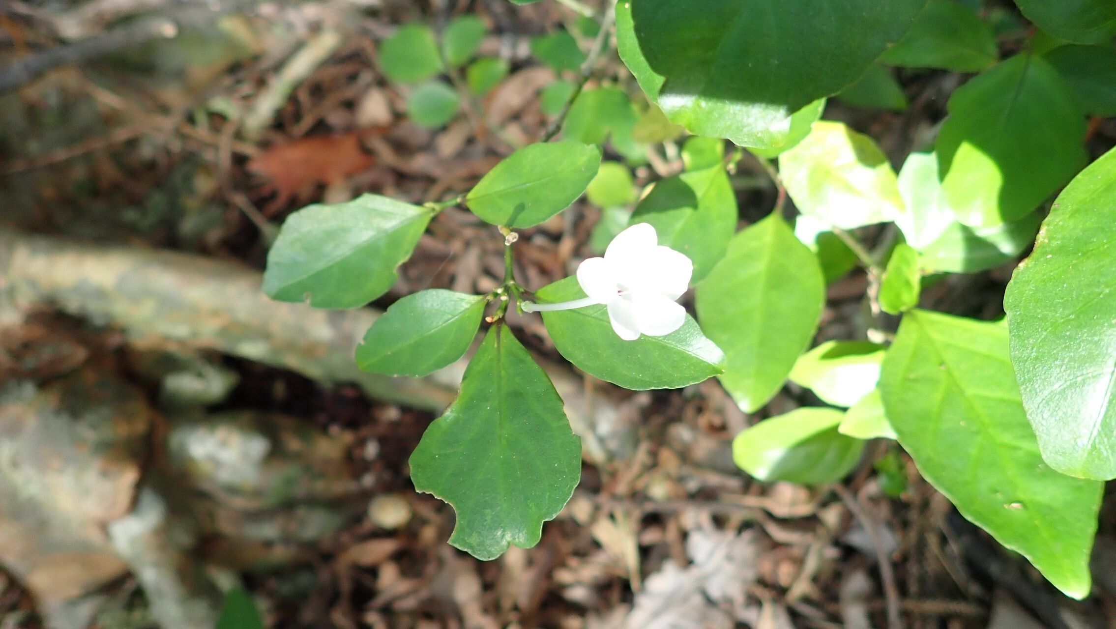 Pseuderanthemum repandum — search result for 'Pseuderanthemum'