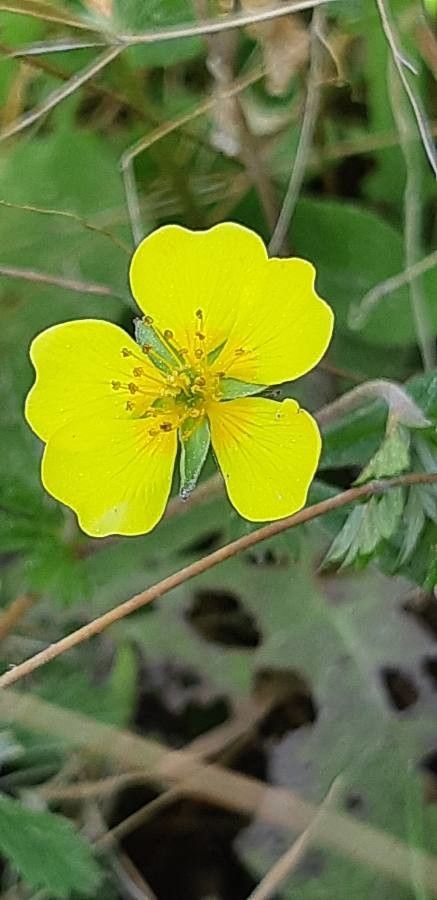 Potentilla pedata flower
