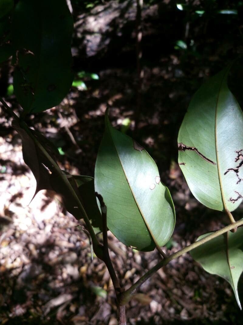 Swartzia polyphylla — houseplant care guide