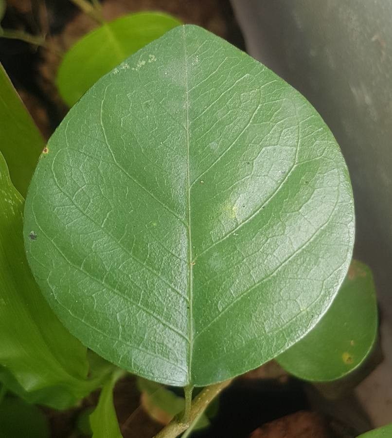 Dalbergia cochinchinensis — search result for 'Laos'