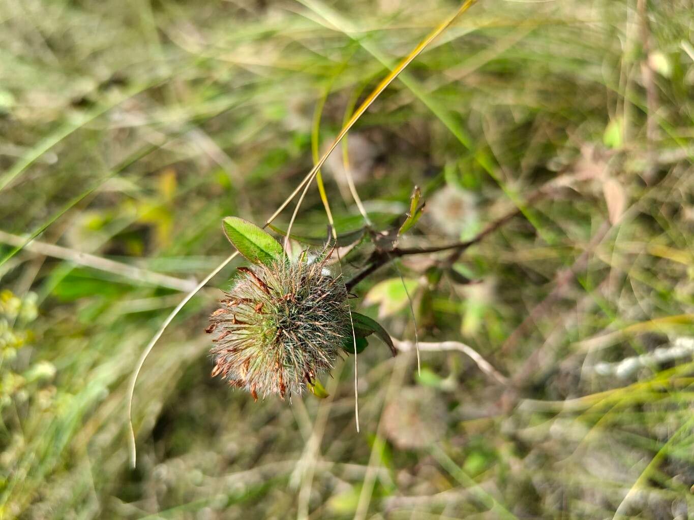 Trifolium diffusum flower