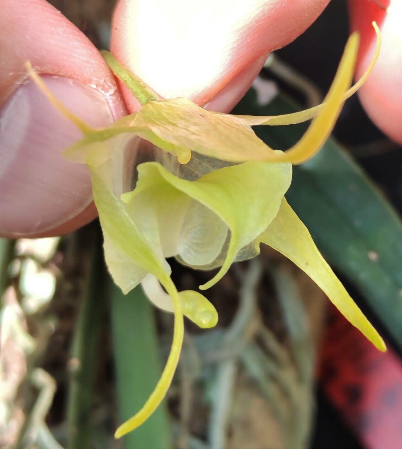 Aeranthes leandriana flower