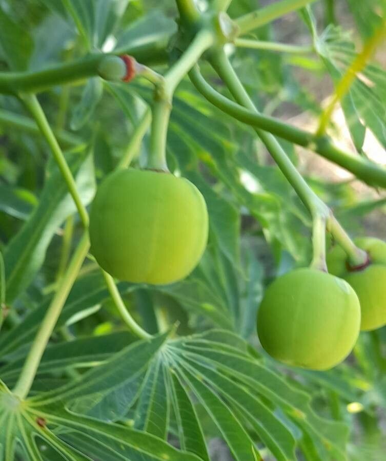 Manihot grahamii fruit
