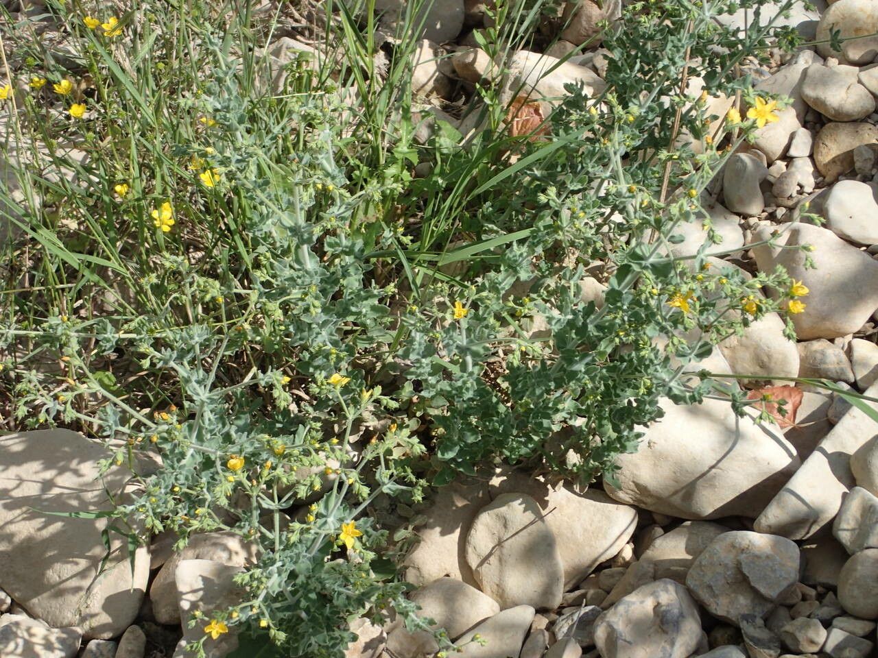 Hypericum tomentosum habit