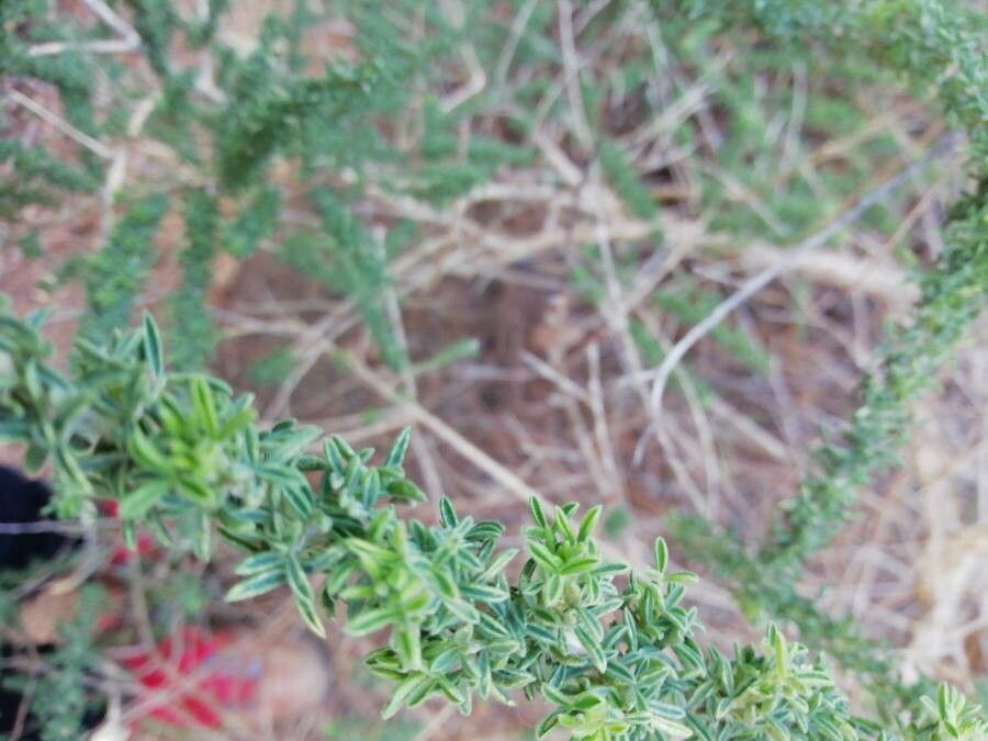 Adenocarpus foliolosus — soil improver houseplant