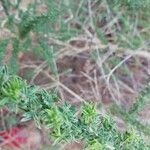 Adenocarpus foliolosus