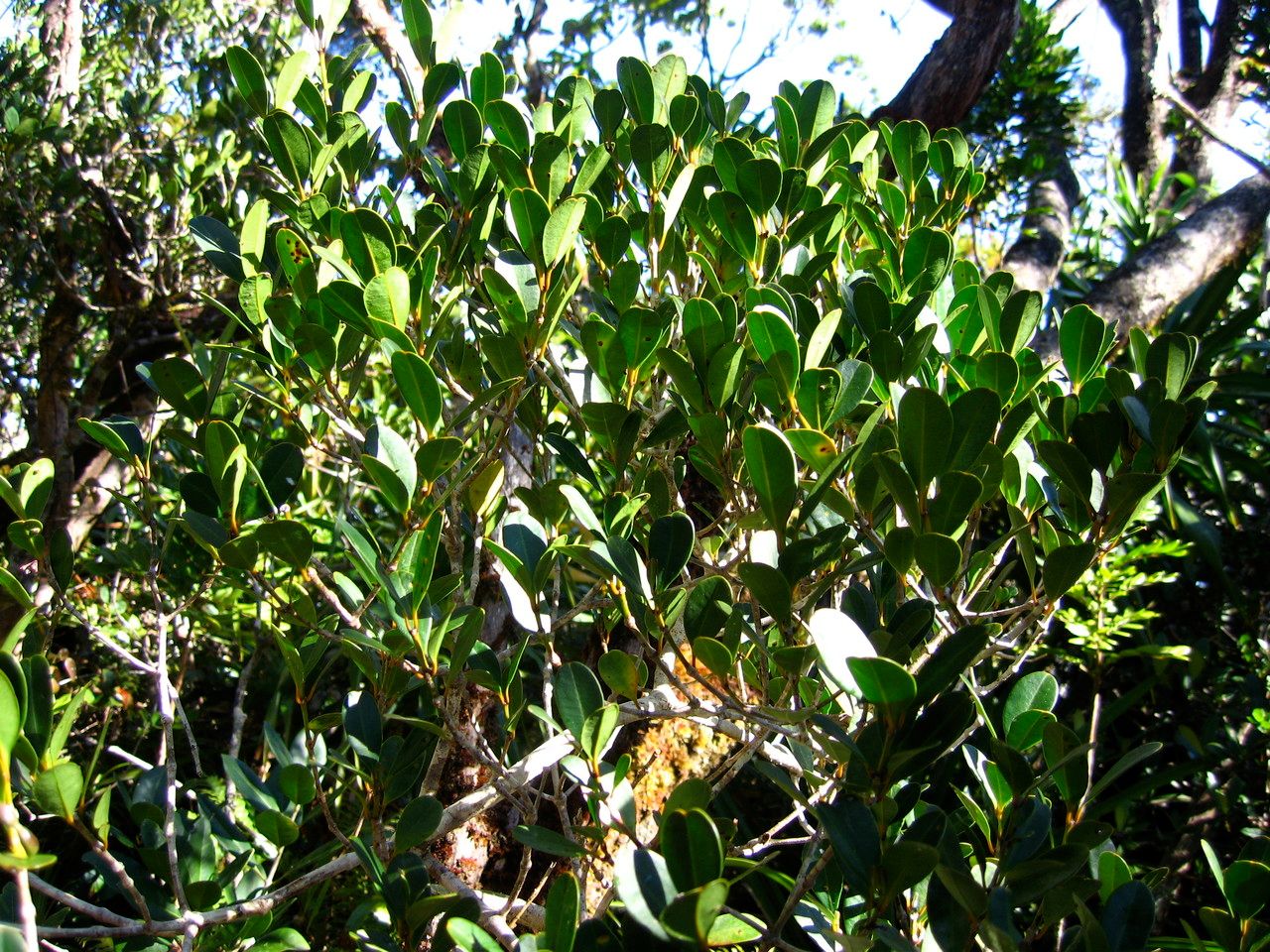 Alyxia hurlimannii — houseplant care guide