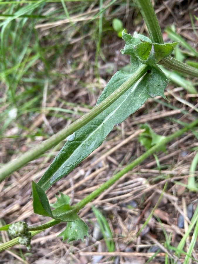 Crepis nicaeensis — search result for 'Crepis'