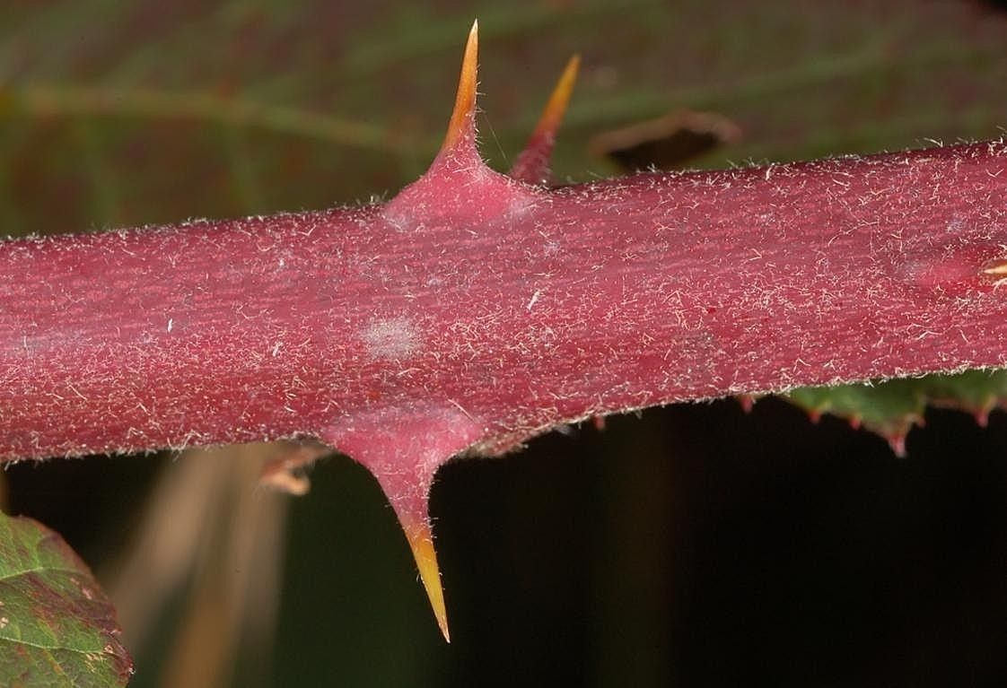 Rubus elatior bark