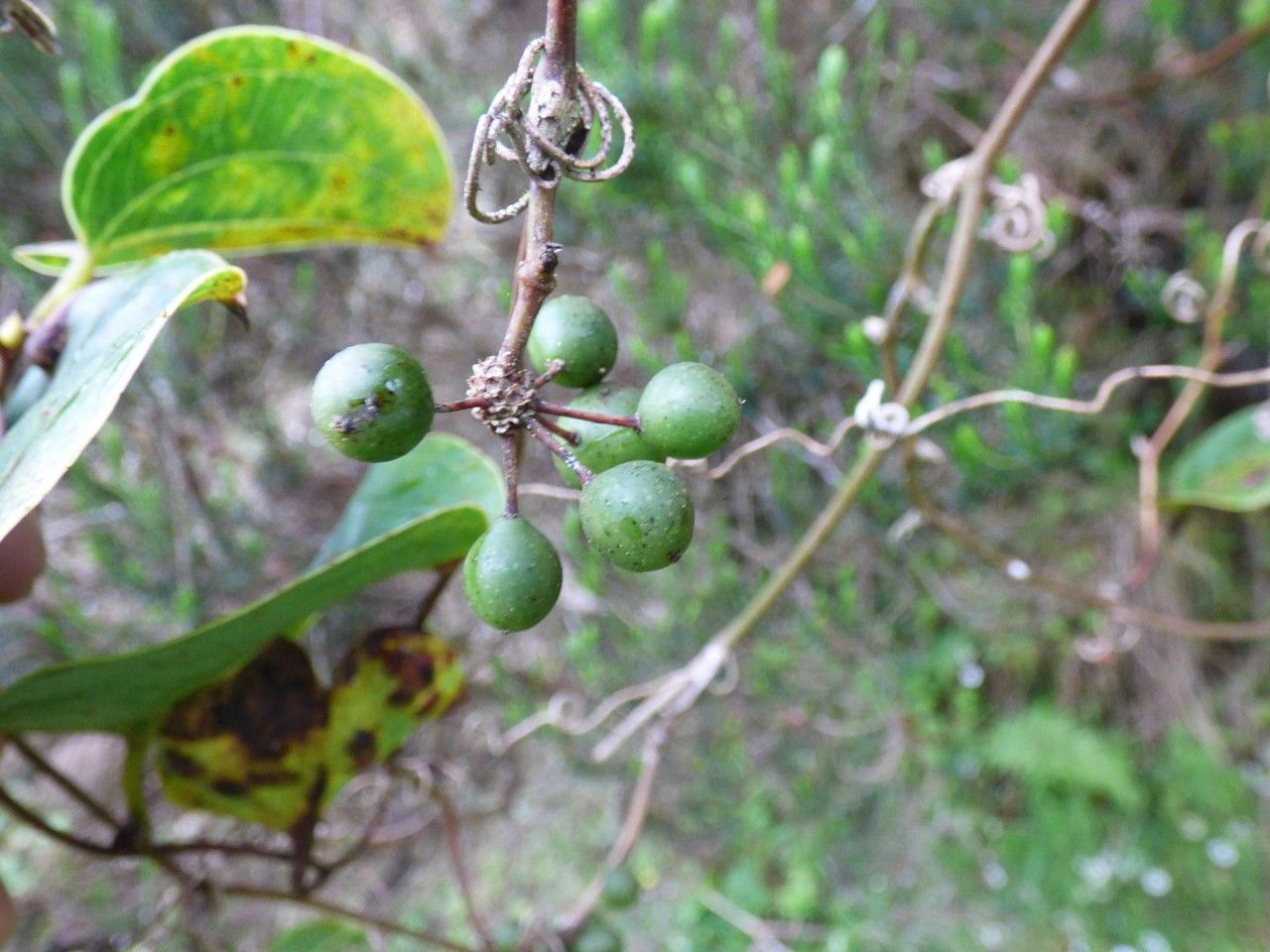 Smilax anceps fruit