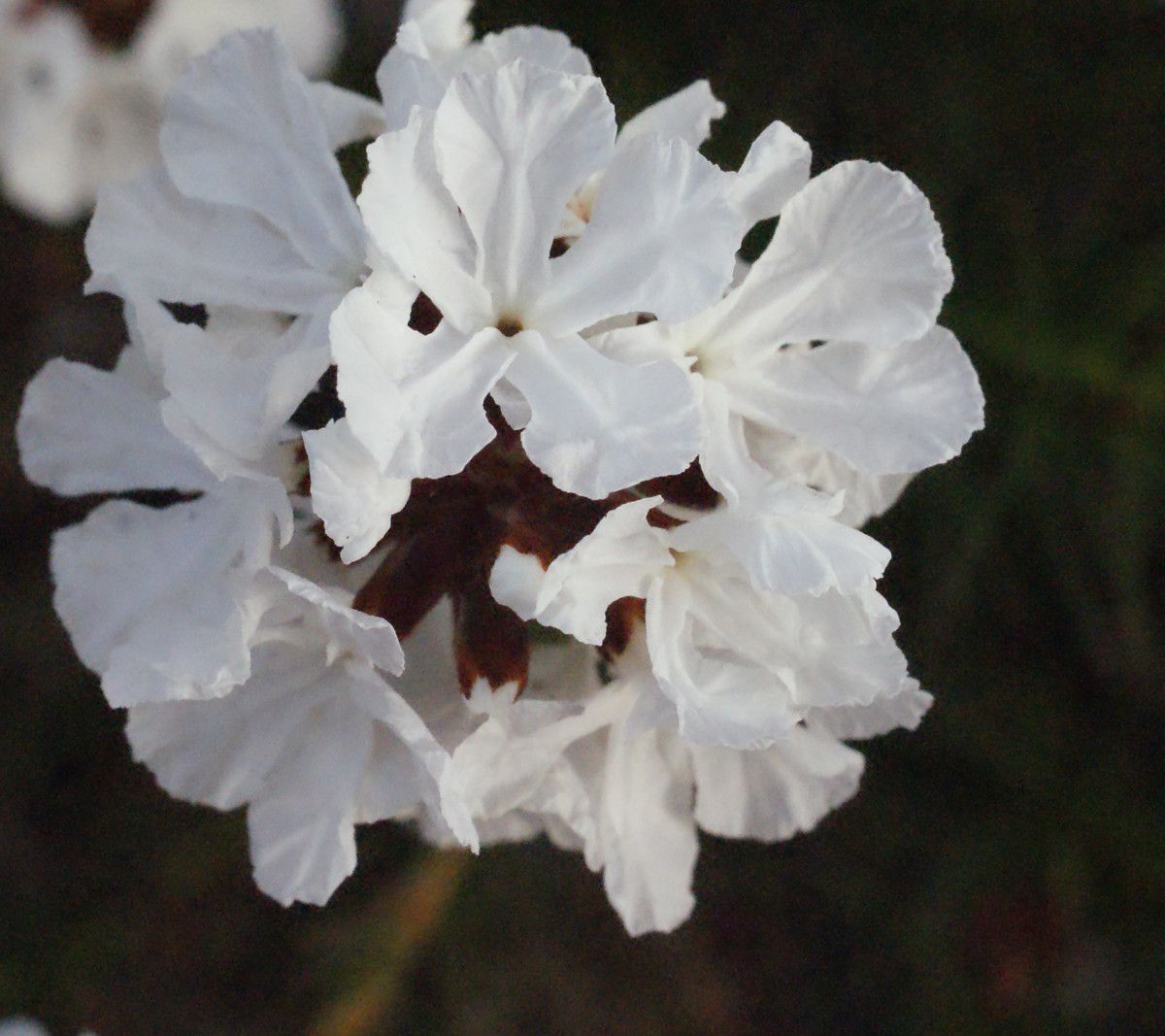 Needhamiella pumilio flower