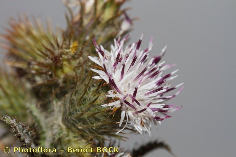 Carduus bourgaei — search result for 'Carduus'