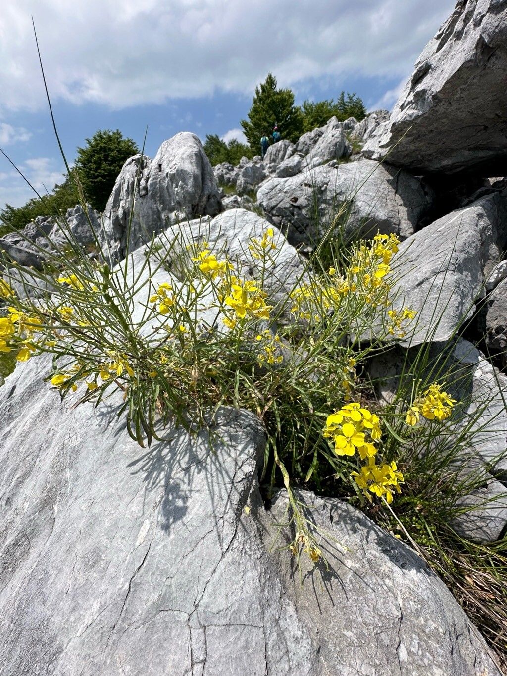 Erysimum comatum habit