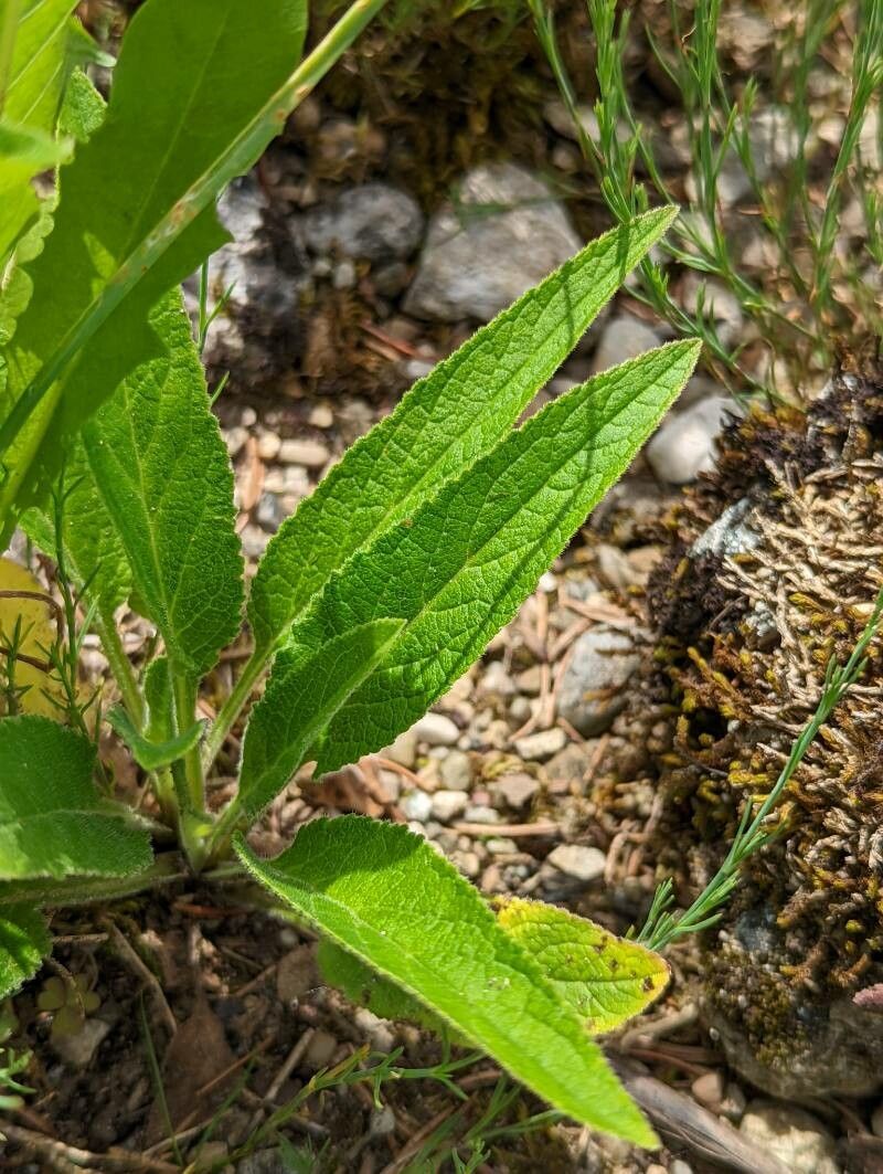 Campanula moesiaca — houseplant care guide