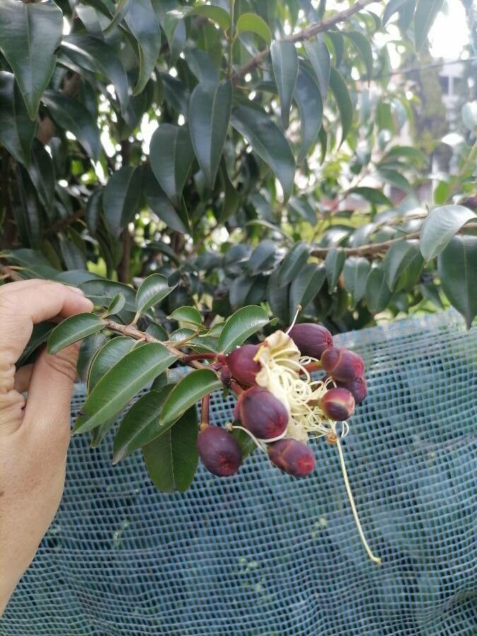 Lafoensia acuminata fruit